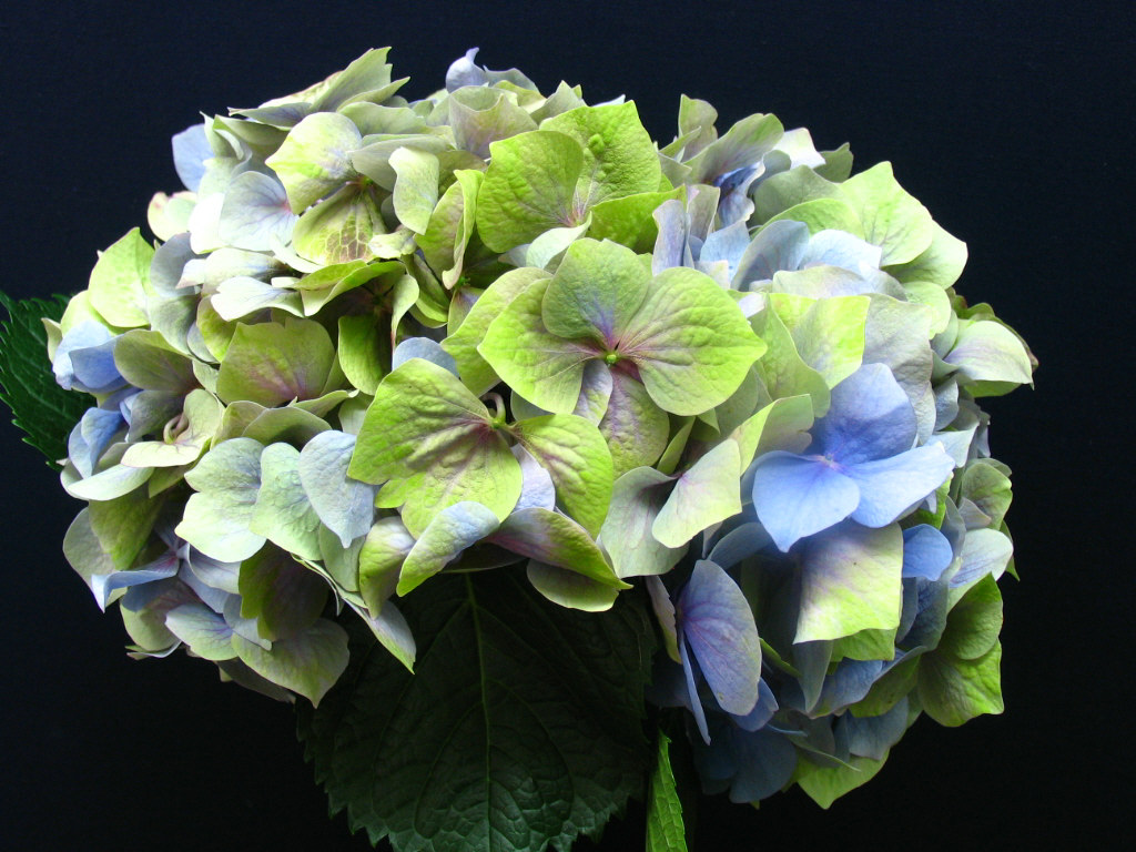 Antique Hydrangea