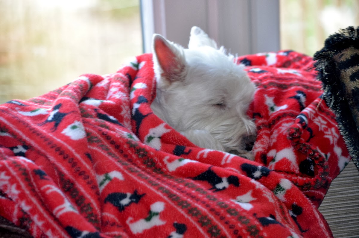 westie blanket
