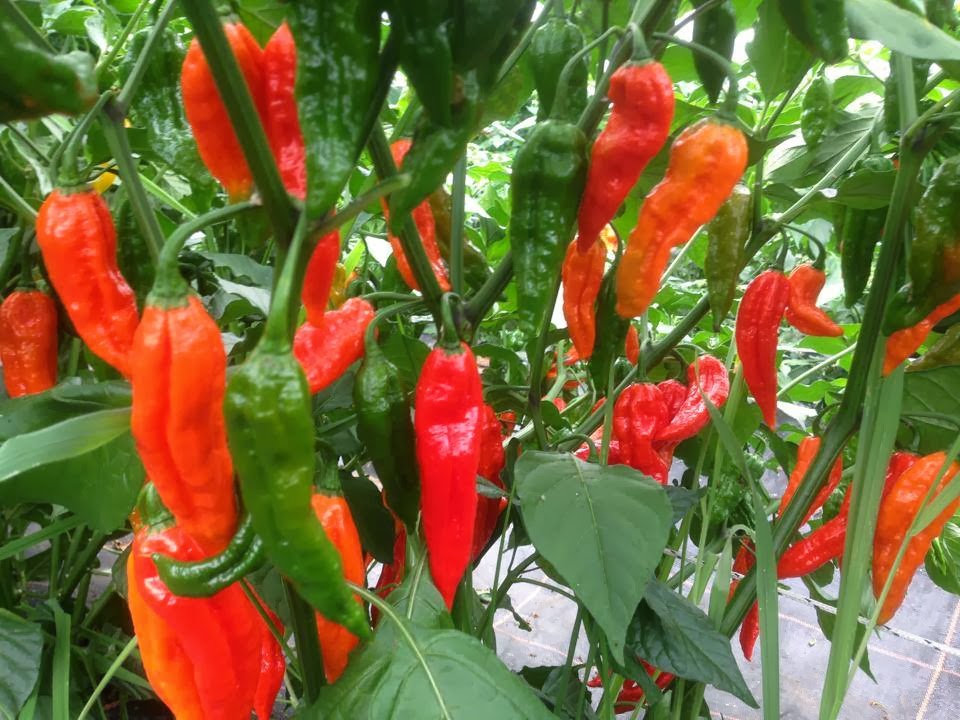 Market Place Europe February 2014