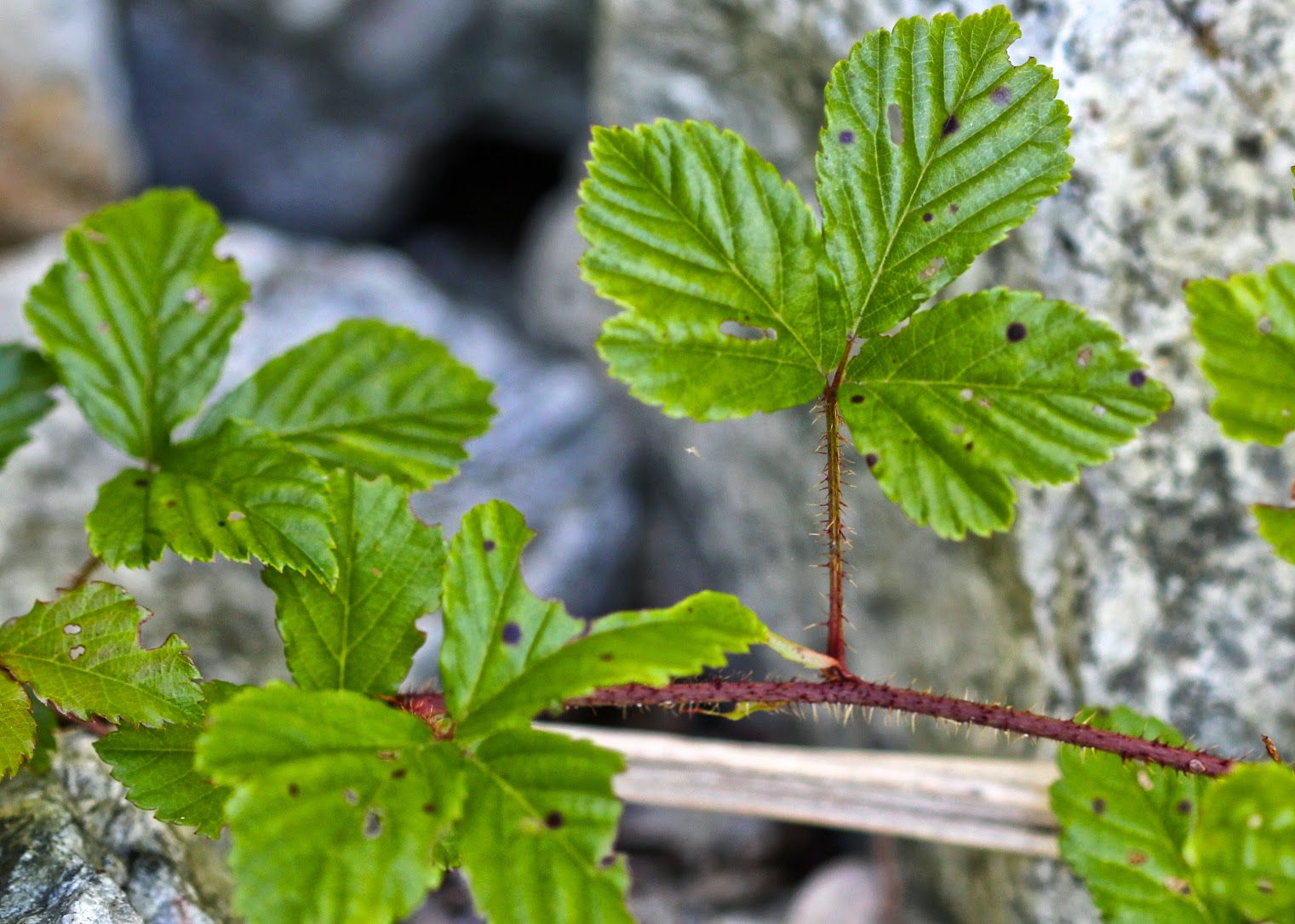 Red House Garden Dewberries