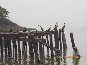 Common Cormorants and various other Aquatic birds on Aero Beach in Lake Victoria.