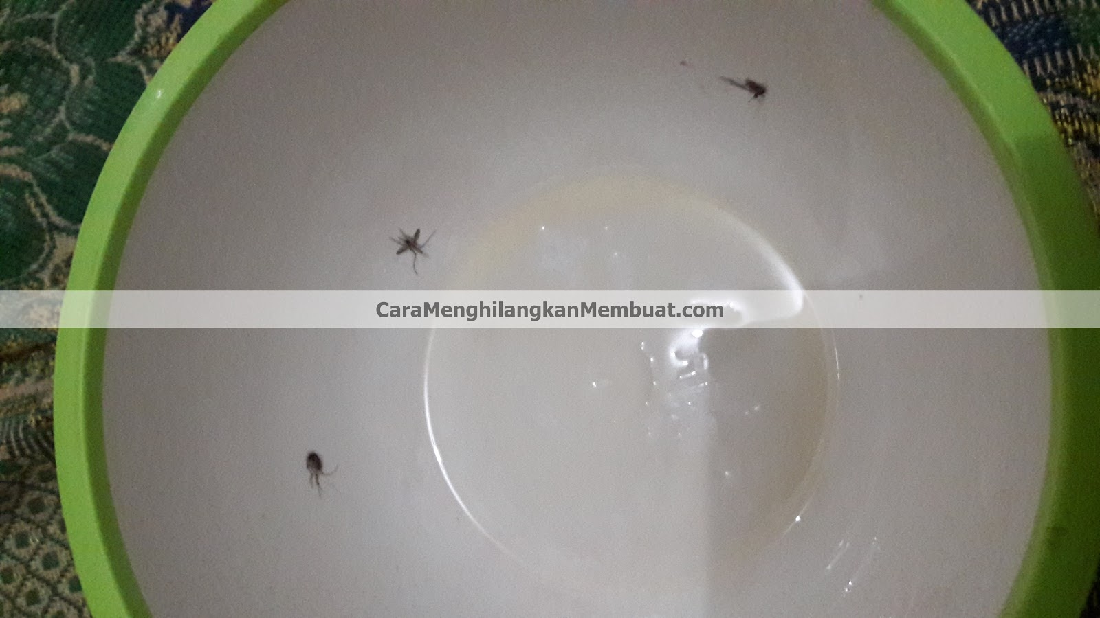 Cara Membuat Alat Penangkap Nyamuk dengan Mangkok Plastik Cara Membuat Alat Penangkap Nyamuk dengan Mangkok Plastik