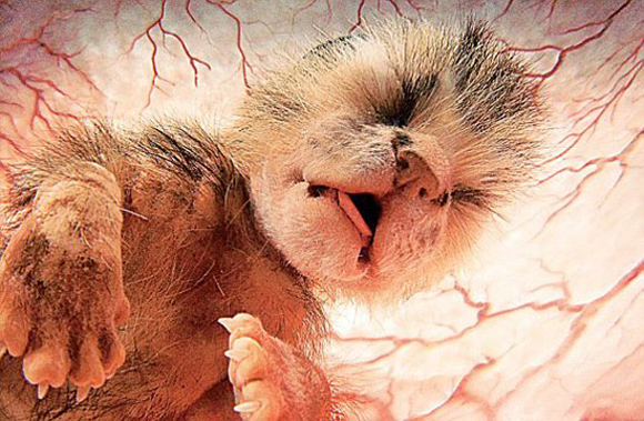 animals inside womb