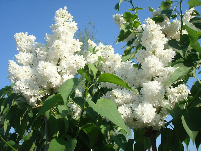 Flori de primăvară din coli de spumă Floarea -bunica: Liliac