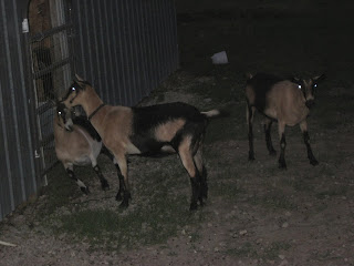 just a few pics of my goats - Goats