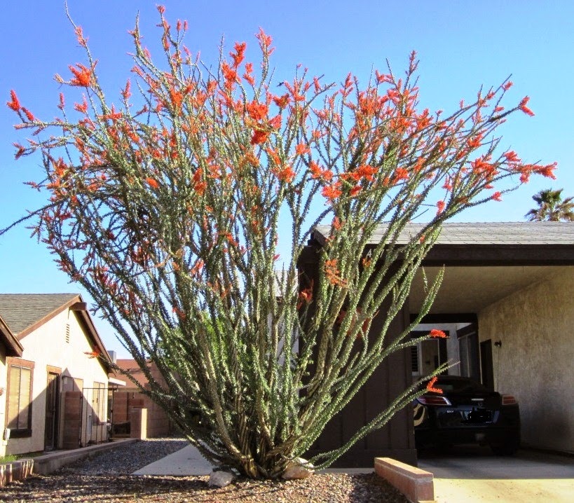 Xtremehorticulture of the Desert Ocotillo Watering Should be