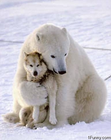 polar-bear-hugging-dog.jpeg