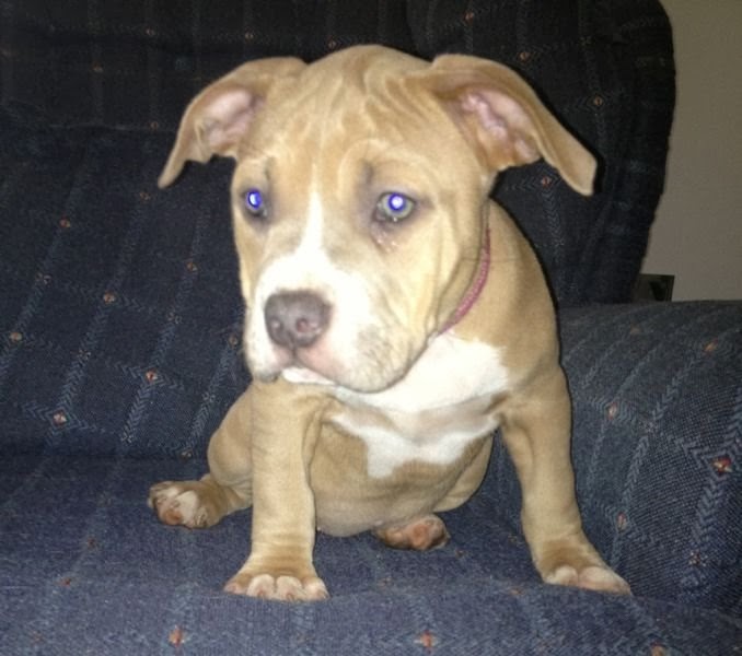 UKC ADBA ABKC registered FEMALE pitbull puppy | Puppies For Sale