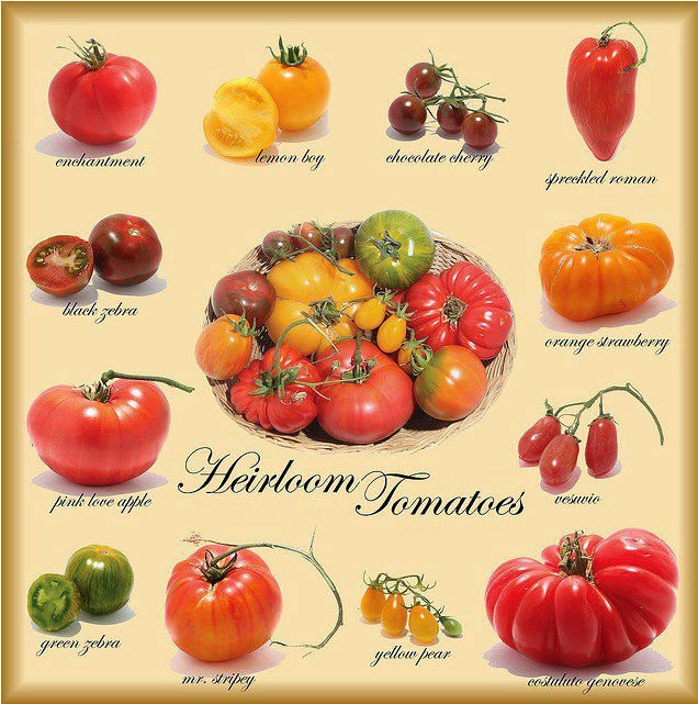 Tomato Plants Acquired