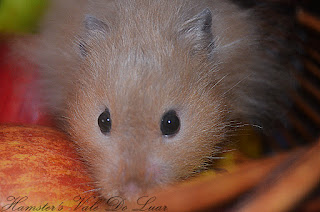 Os olhos vermelhos nos Hamsters DSC_0180+%25282%2529