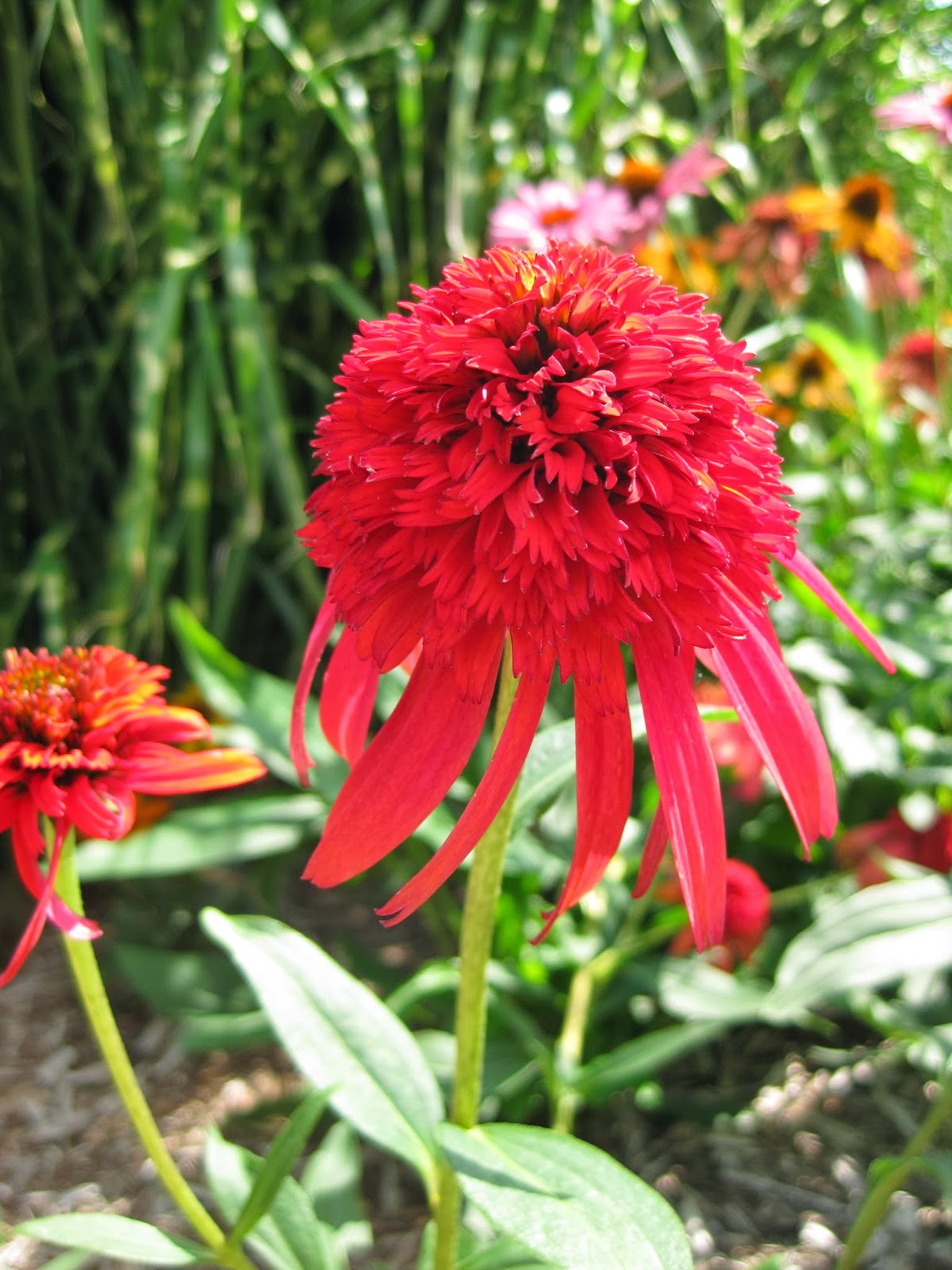 The Plant Hunter Deutzia Redux