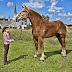 World's Tallest Living Horse - Big Jake