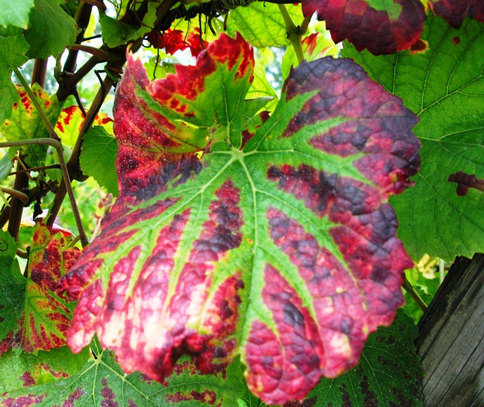 rencontres a bar le duc