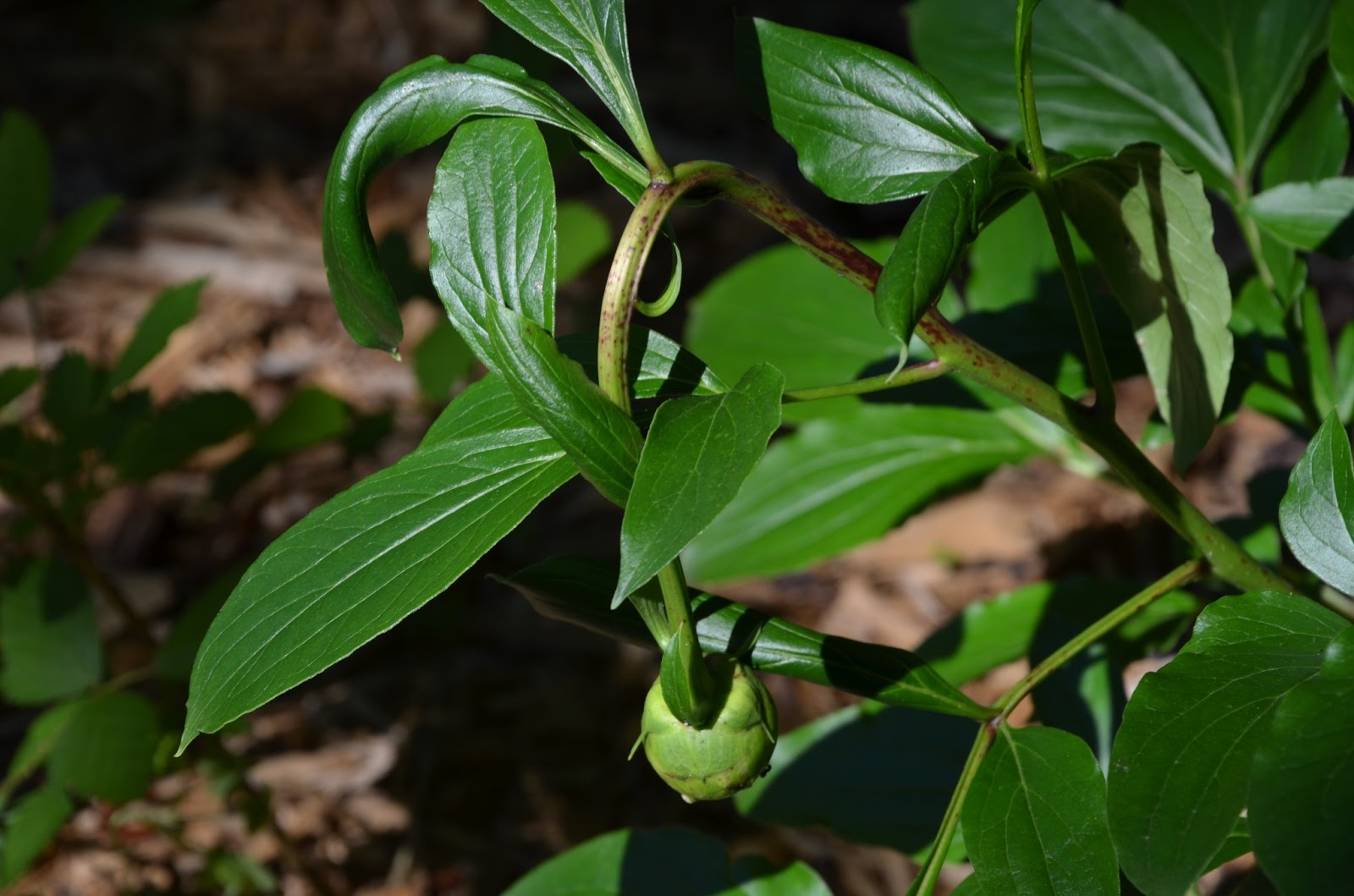 Southern Peony 2013 Peony Disease Stem Wilt