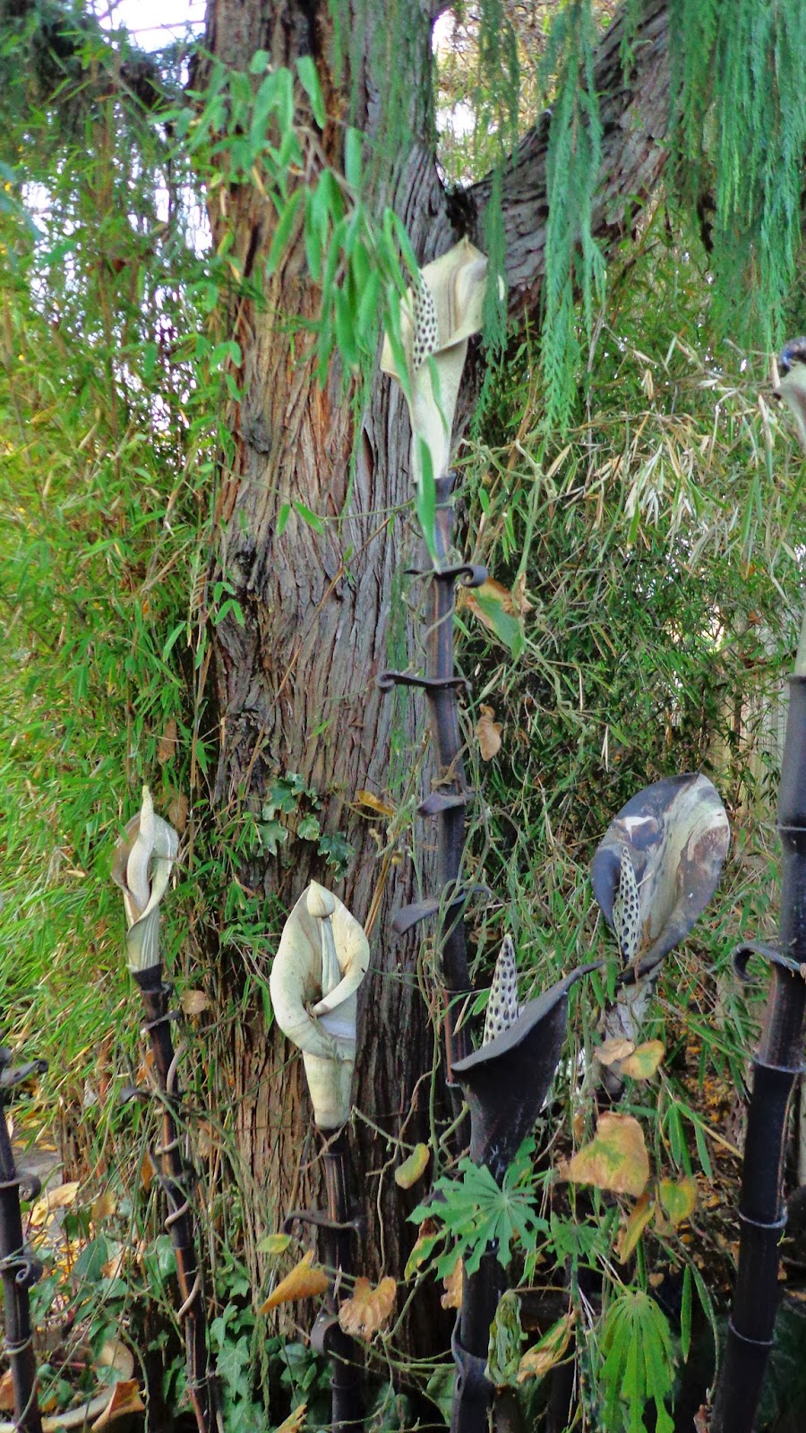 Enkianthus Campanulatus Pronkklokje Bijenplant Planten