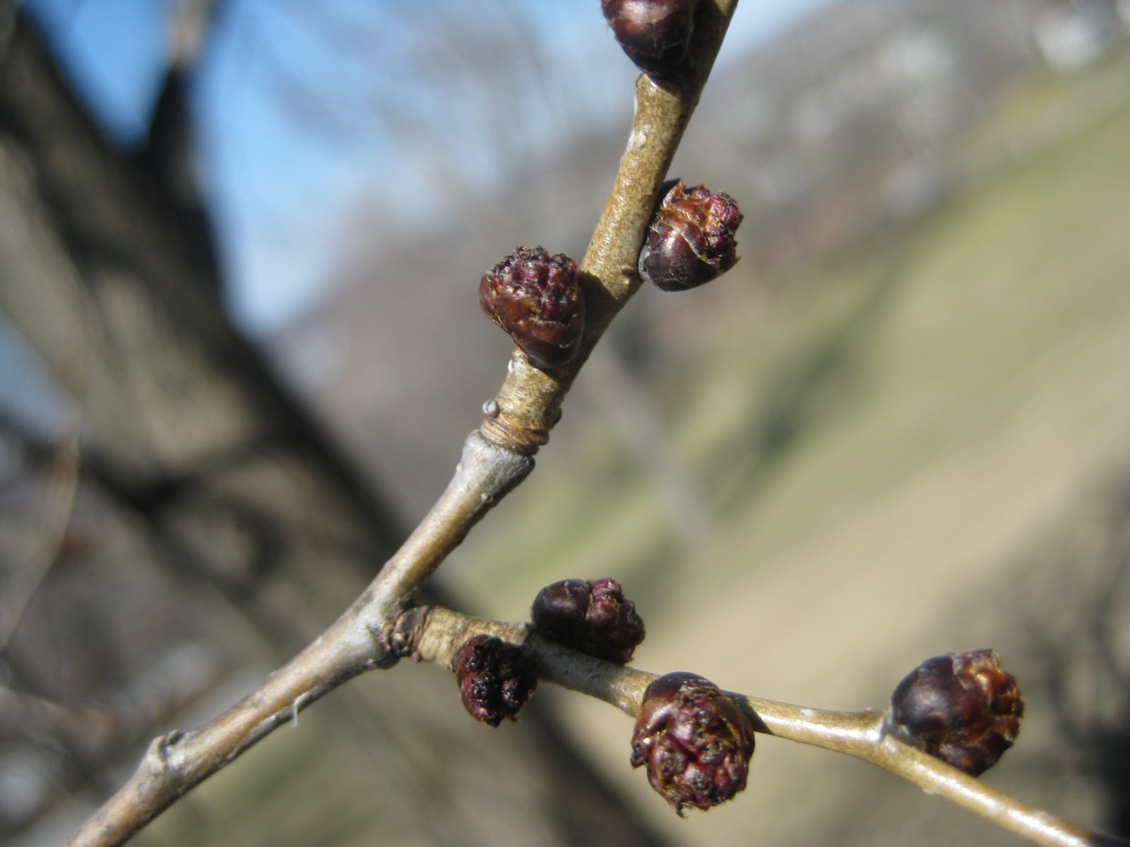 Trees Tree with round brown buds