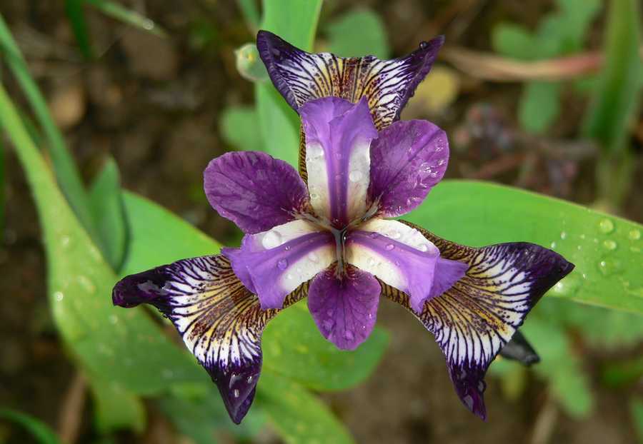 Floraison 2013 - Page 2 Iris+versicolor+Mysterious+monique