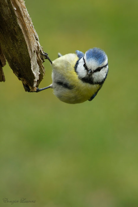 la petite bleue