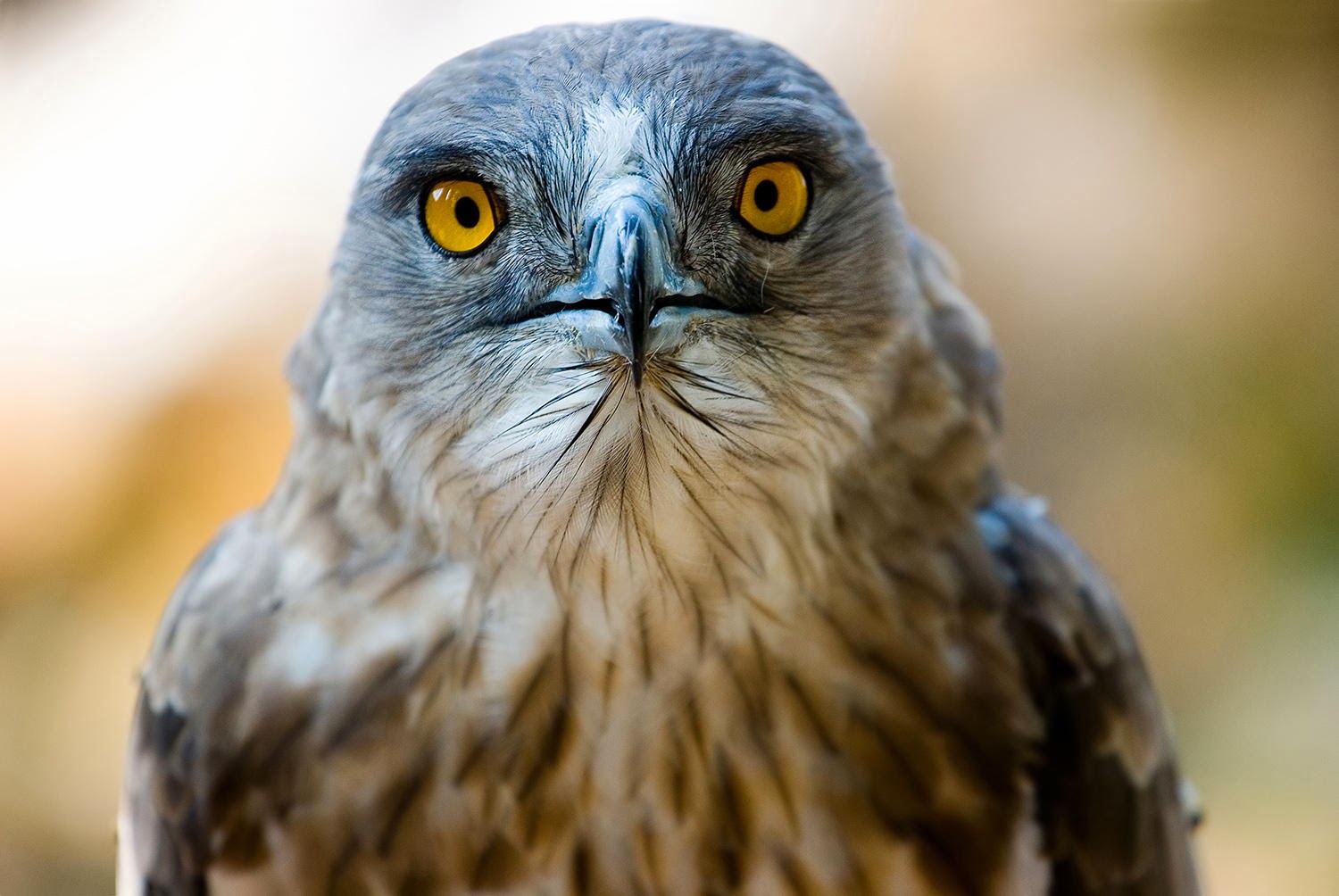 معارض أجمل الخلفيات بالعالم Hd Wallpapers نظرة صقر رائعة معارض أجمل الخلفيات بالعالم Hd Wallpapers نظرة صقر رائعة