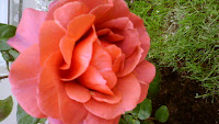 Rosier odeflorales51