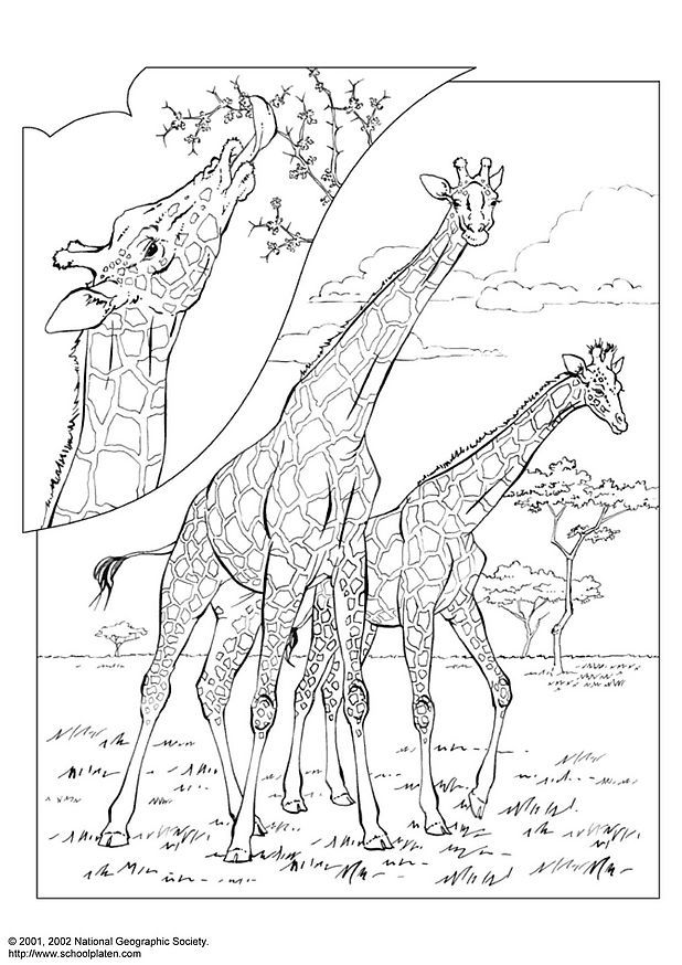 Girafa Desenhos Para Colorir .colorir educacao infantil imagensaniv.blogspot.com inicio » criacao e educacao » 50 desenhos para colorir gratis e uma maneira de ensinar as criancas sobre os animais e dando imagens dos desenhos para colorir sobre as estacoes do ano bandeiras da copa de 2019 para colorir. desenhos para colorir blogger