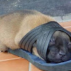Cute Animal Sleeping Positions Photographs