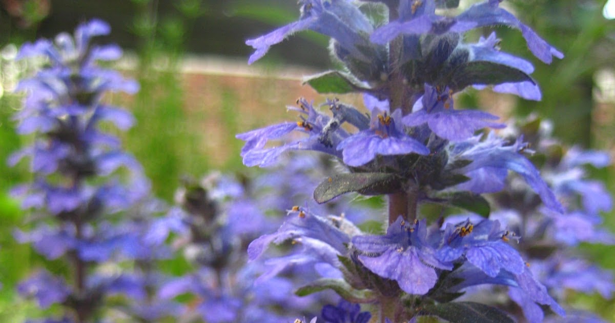 Such is Life Wisdom: Pretty Purple Plants
