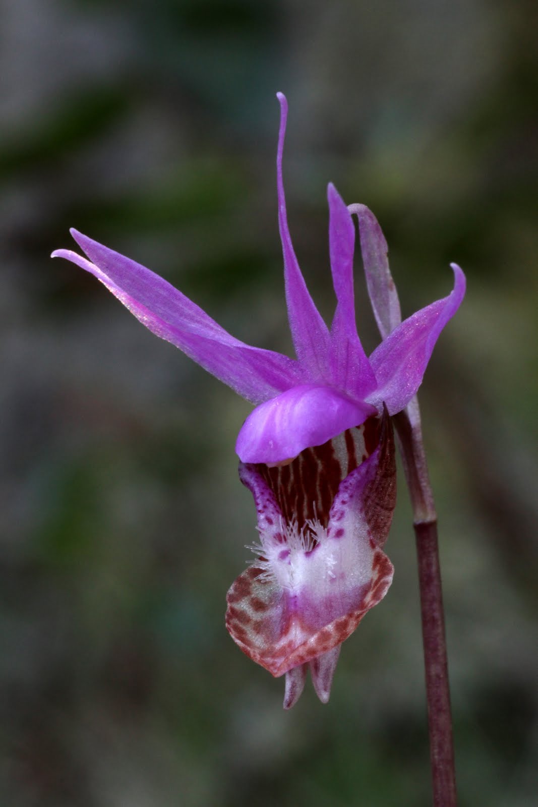 Serendipity and Orchids First Native Orchids of the Year