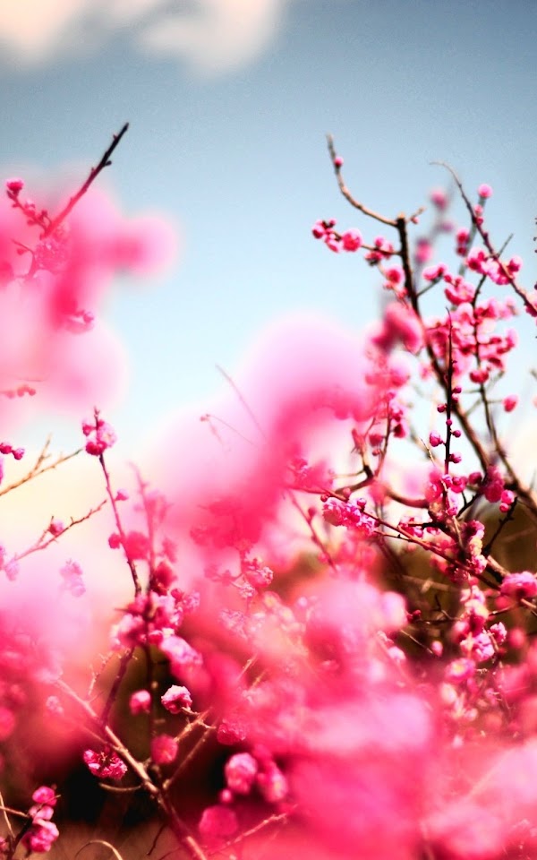 Pink Cherry Blossom Tree Android Wallpaper