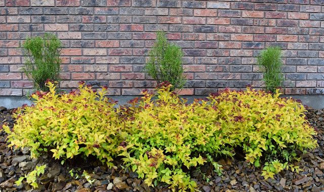 Dane County Extension Teaching Garden Spirea Betulifolia Tor