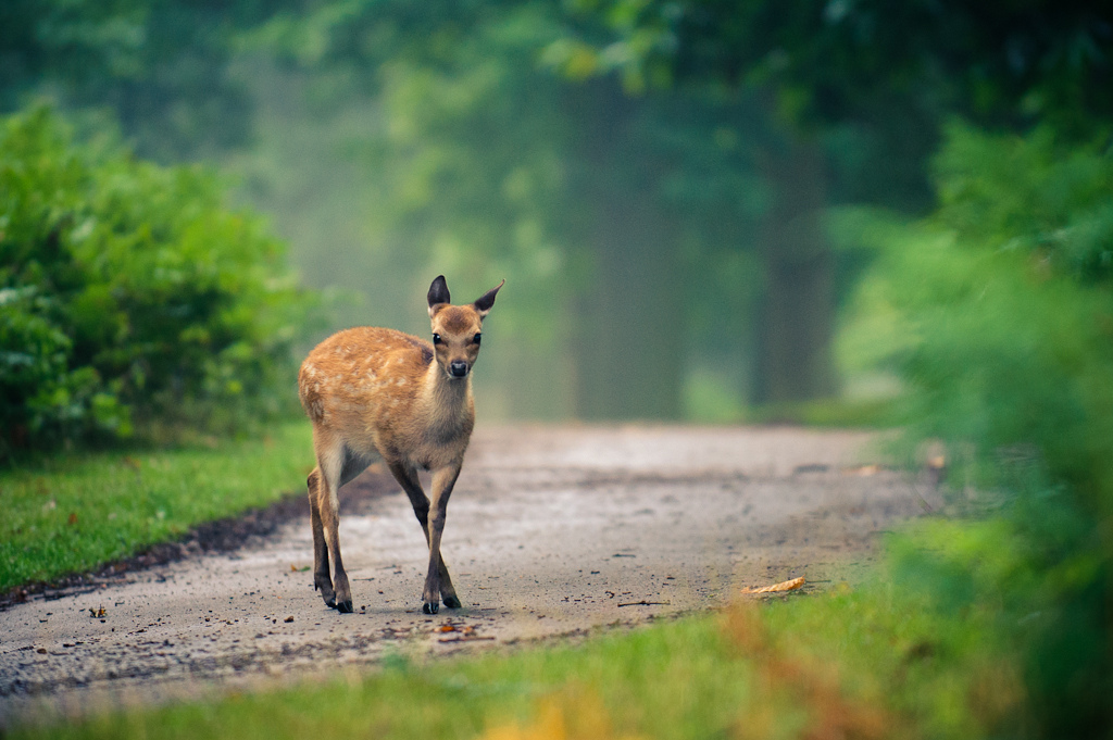 المحاري Gazelle wallpapers خلفيات غزلان