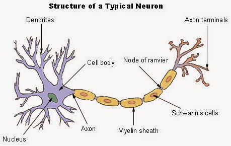 3 macam sel saraf dan fungsinya
