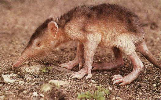 Venomous or Poisonous Mammal? The Hispaniolan Solenodon Has Venom