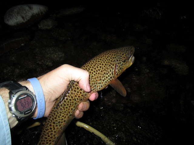 Brown+trout+caught+during+the+Drake+hatch.JPG