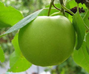 gambar buah apel gambar buah apel