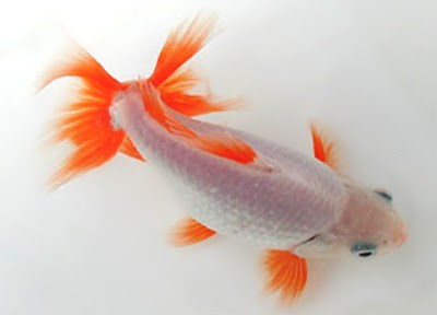 Jikin Goldfish Amazing View Top Down ~ planetanimalzone
