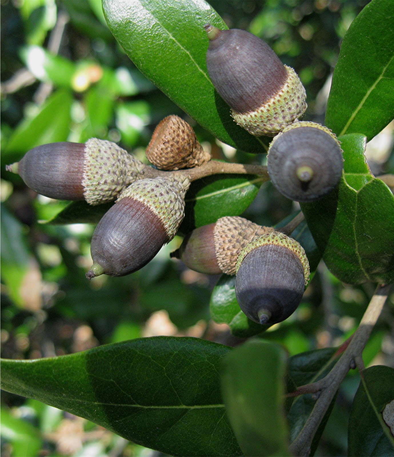 1003 Gardens You can tell it's a good mast year when ripe acorns are