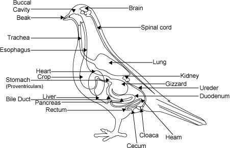 Obesity in birds, Obesity in animal, affects of obesity in animal