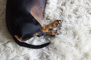 Death by Doxie : Dogs on a Rug* dogs on the rug 