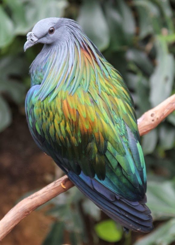 Nicobar pigeon