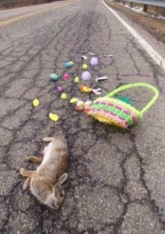 Photo Explanations: POW, POW, POW, The Easter Bunny Is Dead!