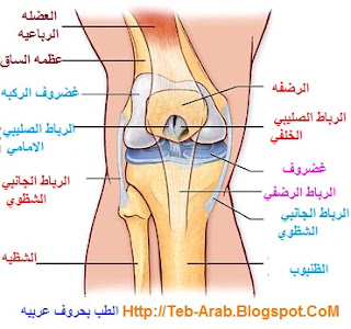 المفاصل في جسم الإنسان  - صفحة 2 %25D8%25AA%25D8%25B4%25D8%25B1%25D9%258A%25D8%25AD+%25D8%25BA%25D8%25B6%25D8%25B1%25D9%2588%25D9%2581+%25D8%25A7%25D9%2584%25D8%25B1%25D9%2583%25D8%25A8%25D9%2587+%25D8%25A7%25D9%2584%25D8%25A7%25D9%2584%25D8%25A7%25D9%2585+%25D8%25A7%25D9%2584%25D8%25B1%25D9%2583%25D8%25A8%25D9%2587+2