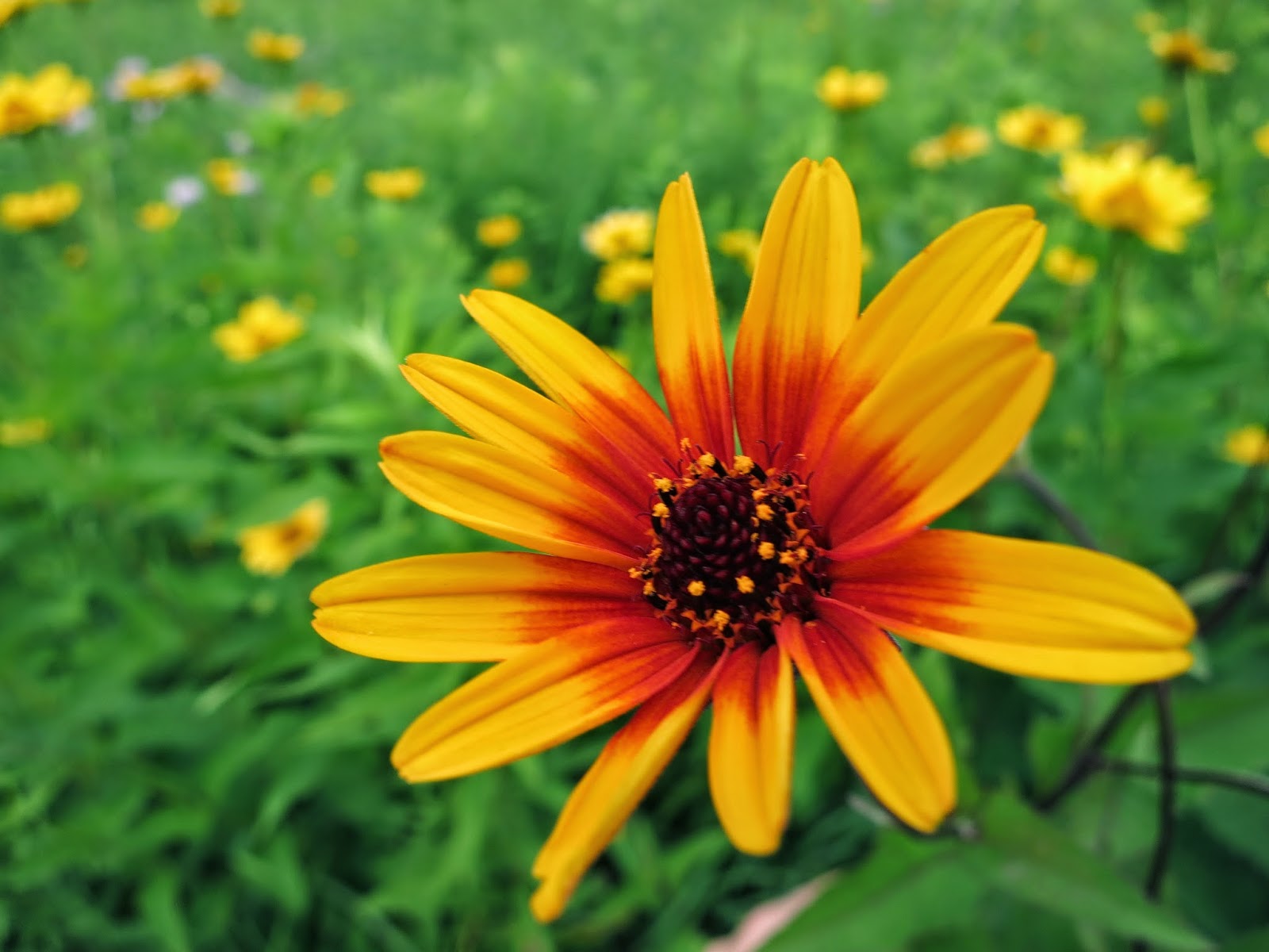 Schafer's Flowers In Kalamazoo Michigan at James Blake blog