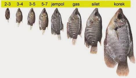 Cara Pembenihan Budidaya Ikan Gurame Alam Ikan