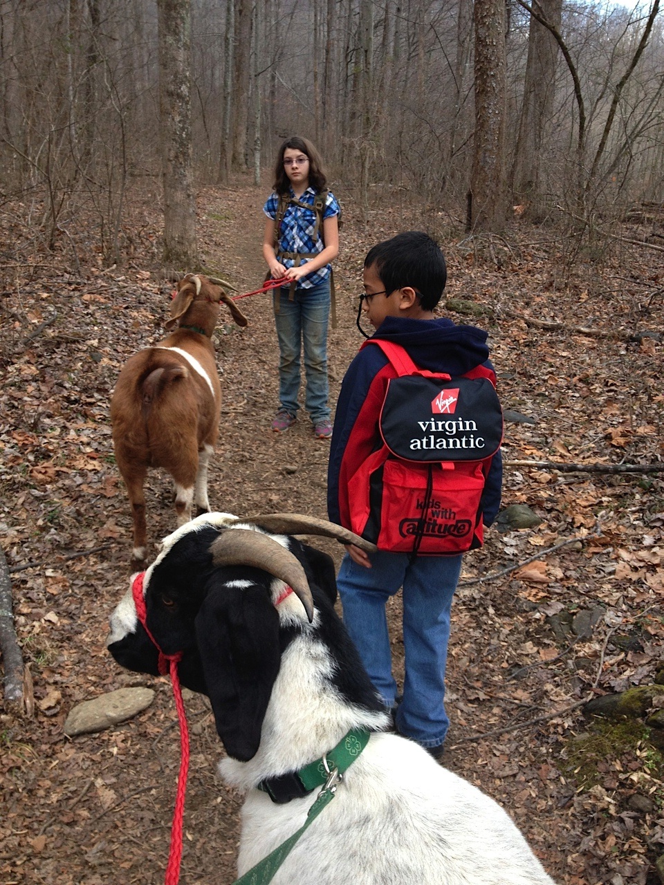 4H in Orange County, VA Goat Club Members Start Training Pack Goats