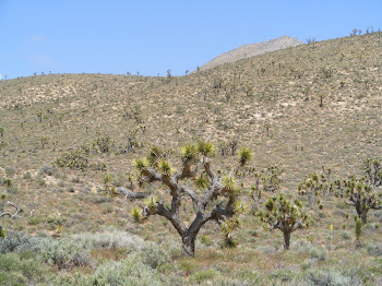 Mojave Desert