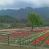 The Asia's largest Tulip Garden - Jammu and Kashmir,