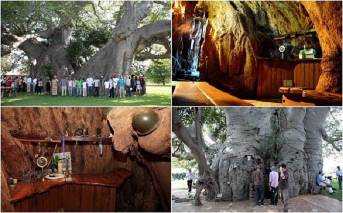 The Sunland Baobab is naturally hollow on the inside and was not artificially hollowed out. - As If A 6,000 Year Old Tree Isn’t Awesome Enough, Wait Til You See What’s Inside It.