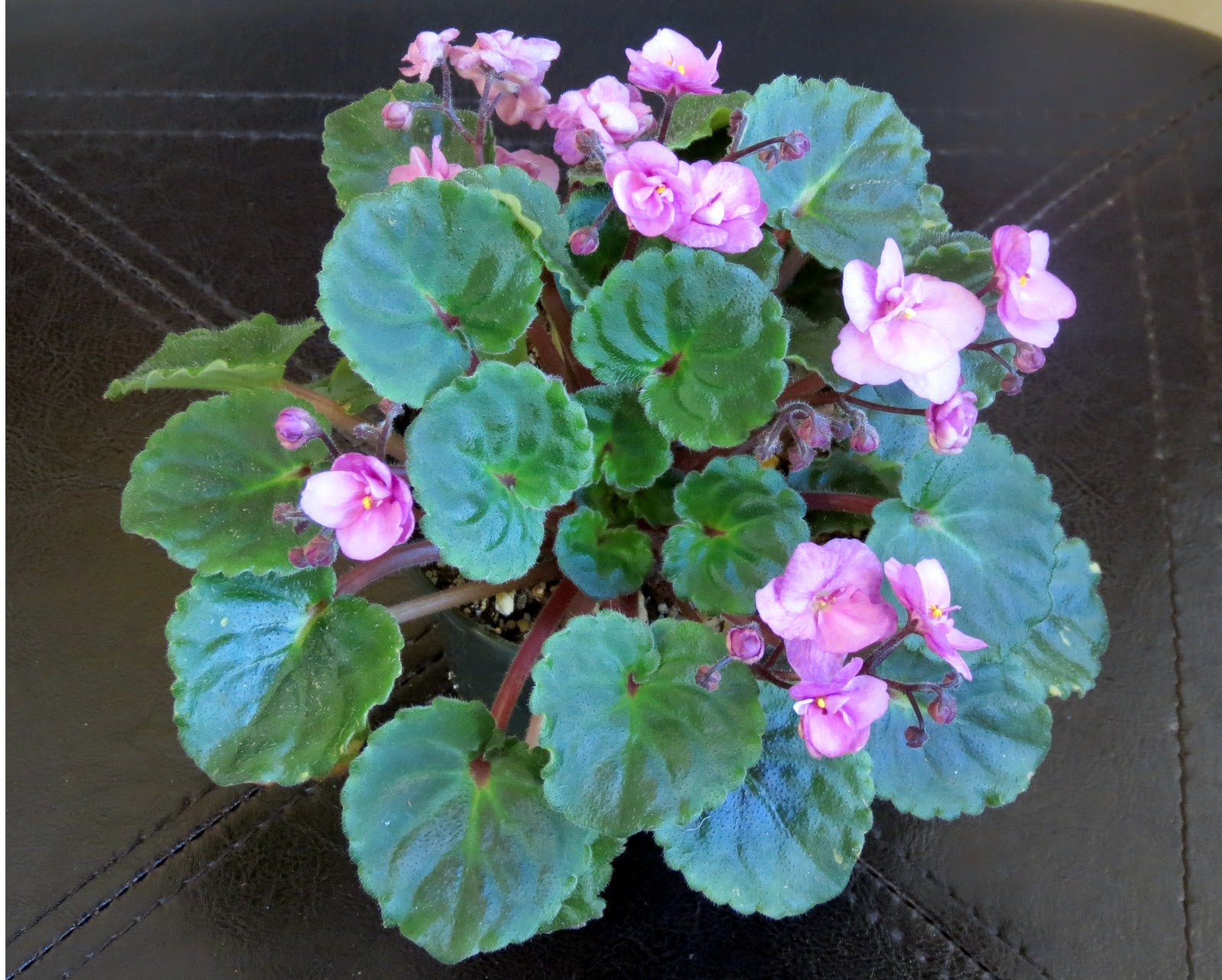 Marilyn's Florida Garden My African Violets