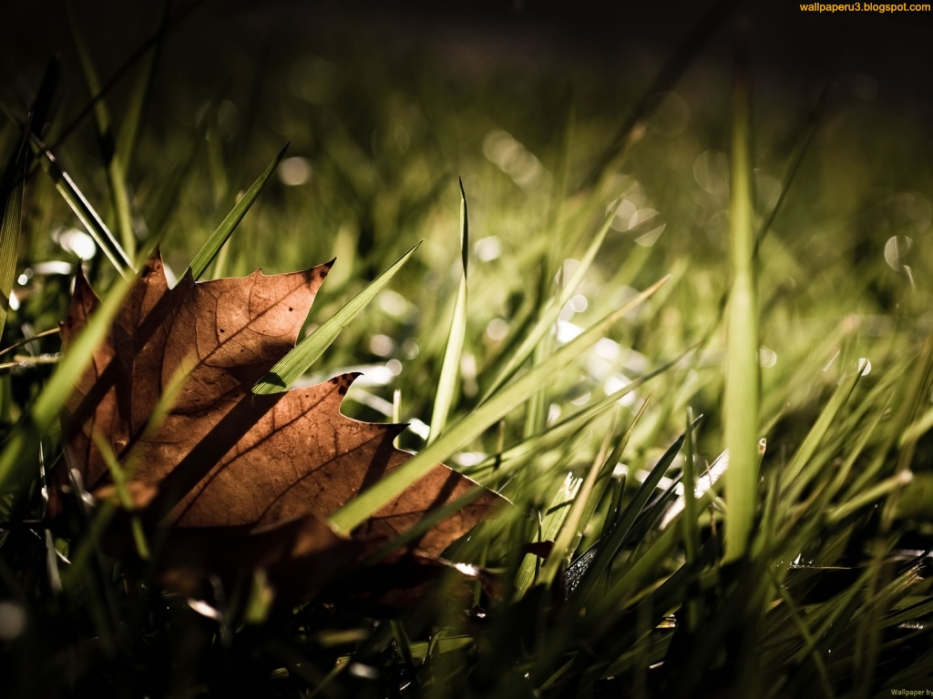 autumn season autumn season